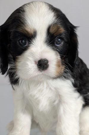 Puppy Reservation - Stella - Litter Rose x Bryce