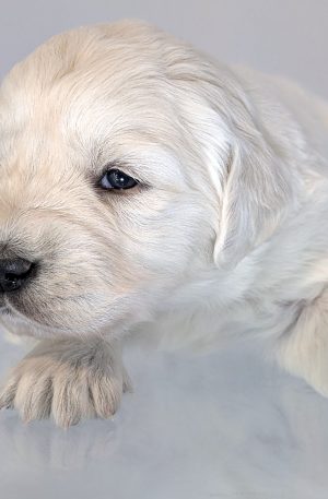 4th pick female - May x Boe litter - Reservation Deposit