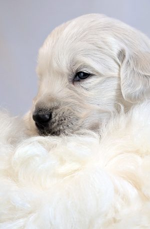 Cyrus - Male - May x Boe litter - Reservation Deposit.